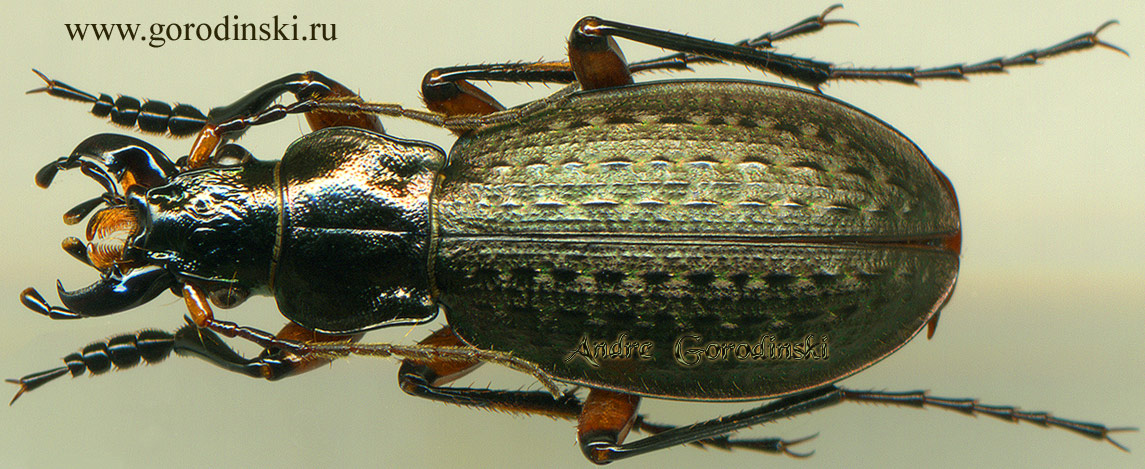 http://www.gorodinski.ru/carabus/Pseudocranion shuamaluko tatsienluioides.jpg